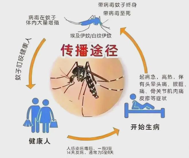 登革热最新动态及防控策略概览