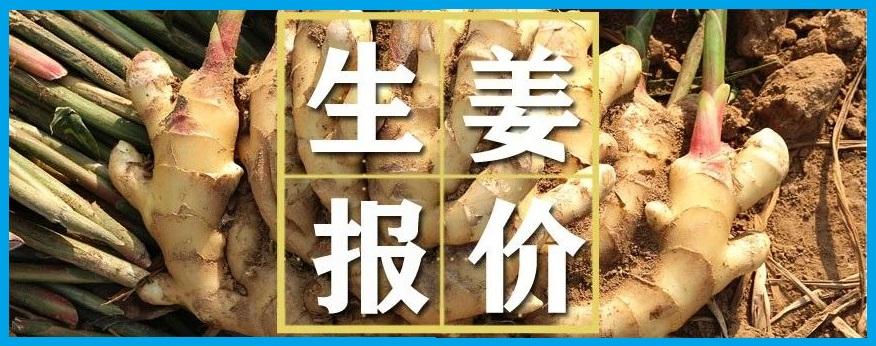 生姜最新价格行情分析