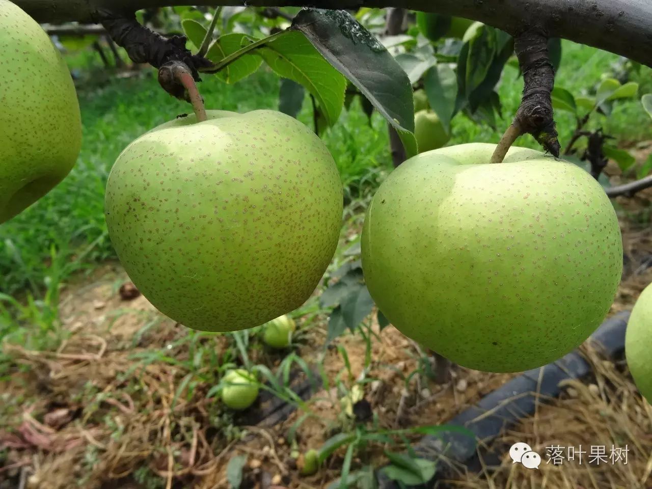 梨新品种种植探索与实践