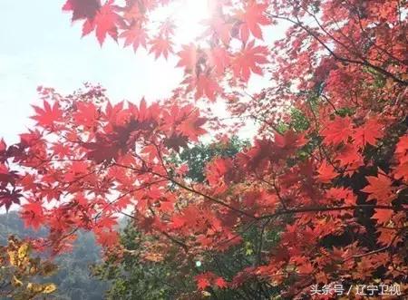 碱厂满族乡最新天气预报及多方面影响解析