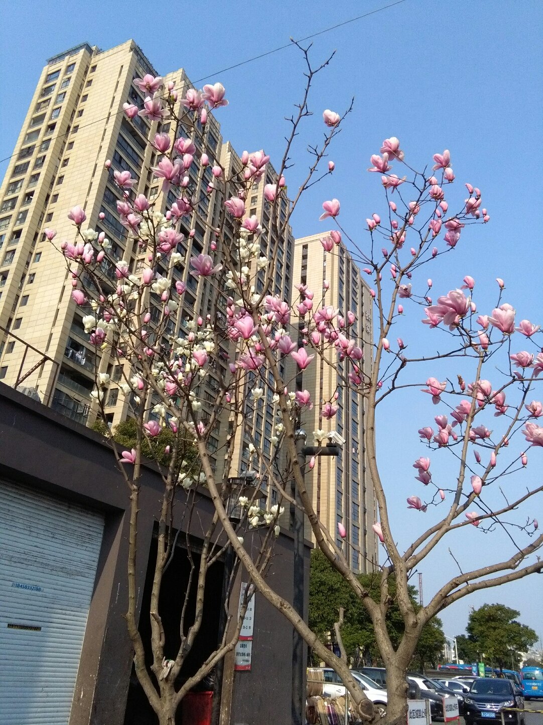 花园村天气预报更新通知