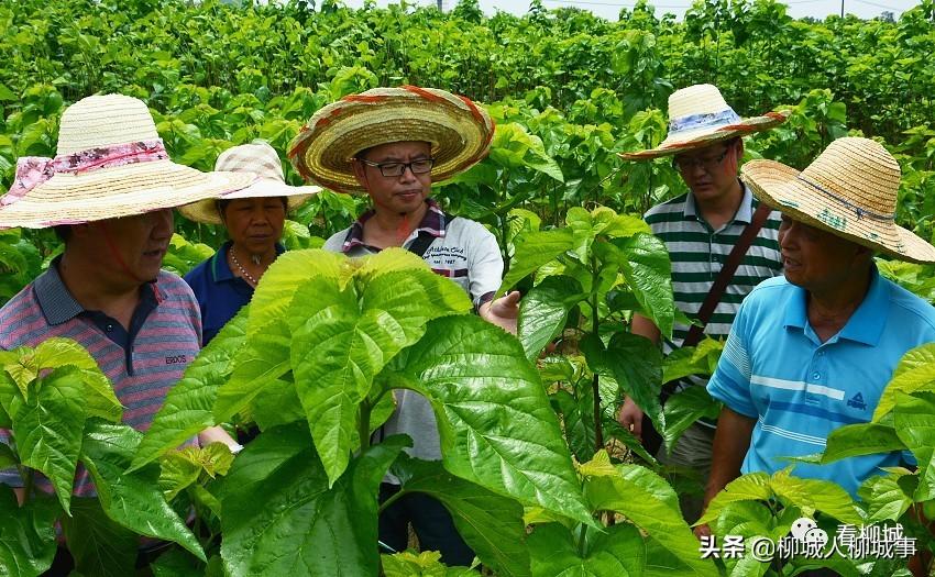 凤山县人民政府办公室领导团队全新亮相，未来工作展望与战略规划